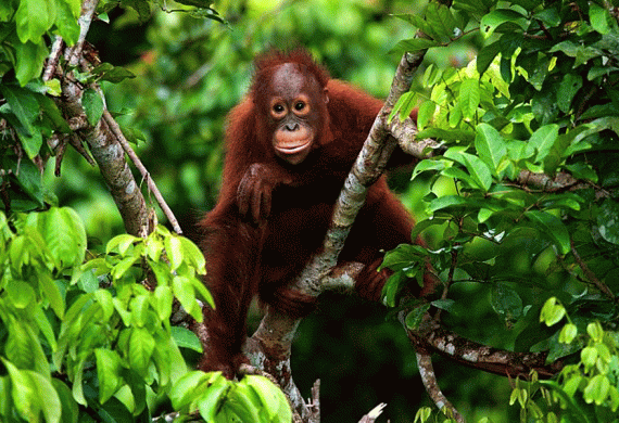 Liburan Hemat dan Seru Hanya di Bukit Lawang Medan